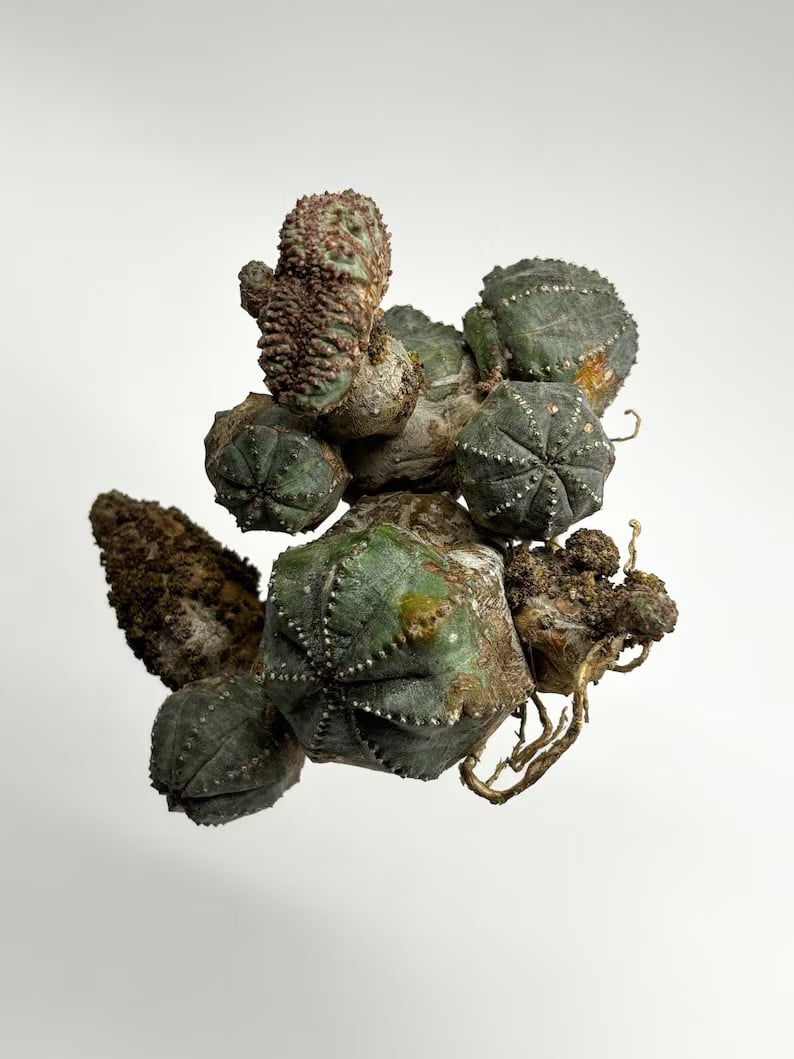 Euphorbia pseudoglobosa f. Monstruosa cristata