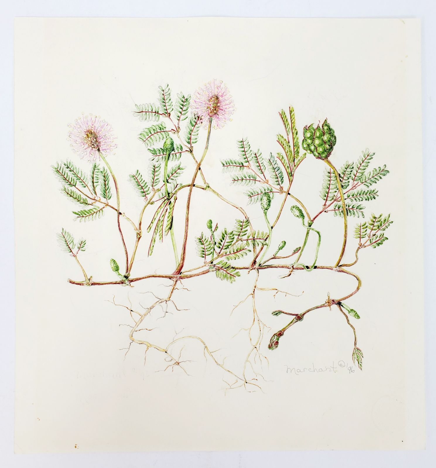 Colored Pencil Flower Study on Paper