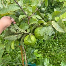 Kilo guava