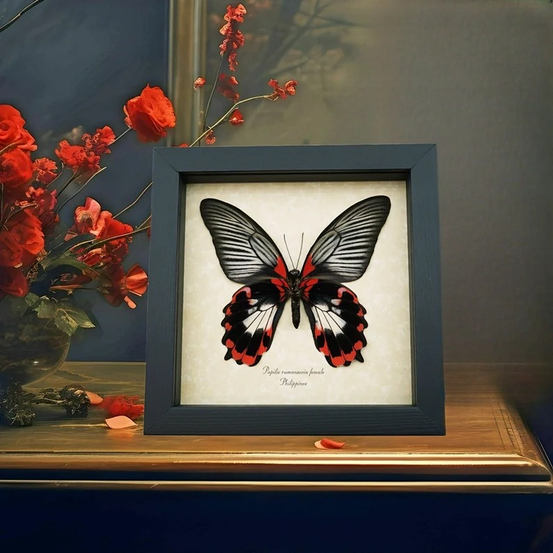 Real Red Butterfly Papilio rumanzovia female verso Scarlet Mormon Framed Taxider