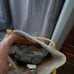 vintage Coach purse