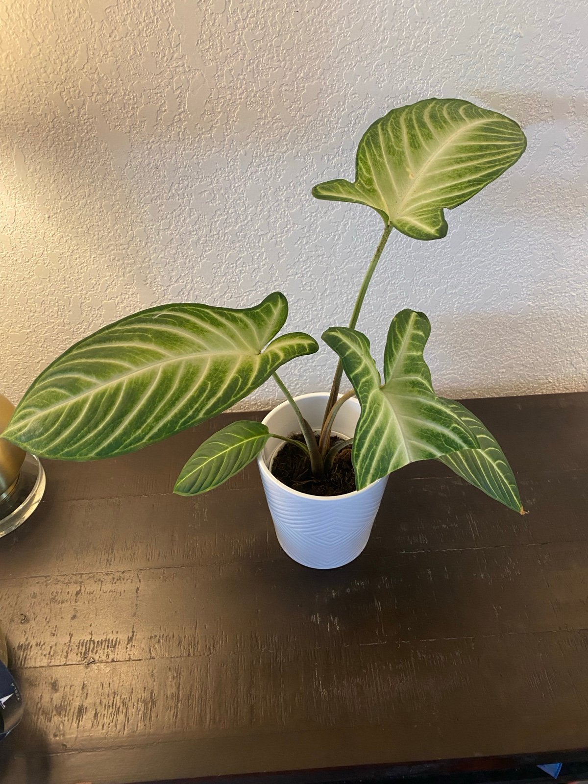 Xanthosoma Magnificum Lindenii