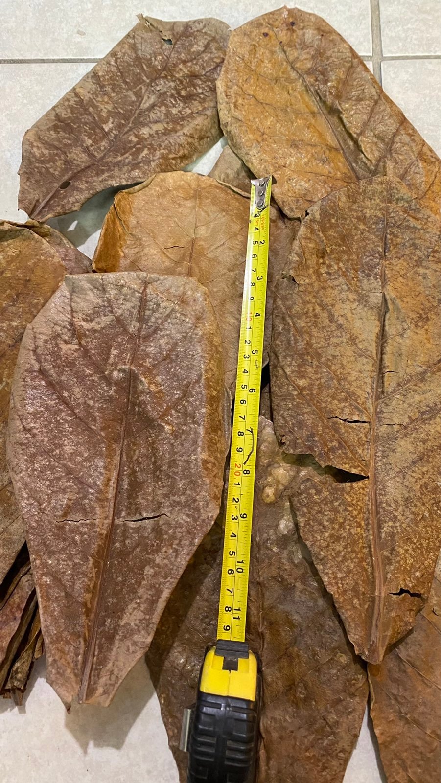 100 Big Almond leaf for betta fish and s