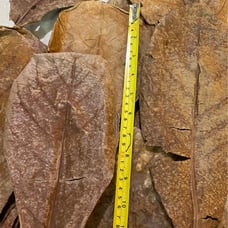 100 Big Almond leaf for betta fish and s