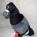 Staple pigeon Zeedog plush