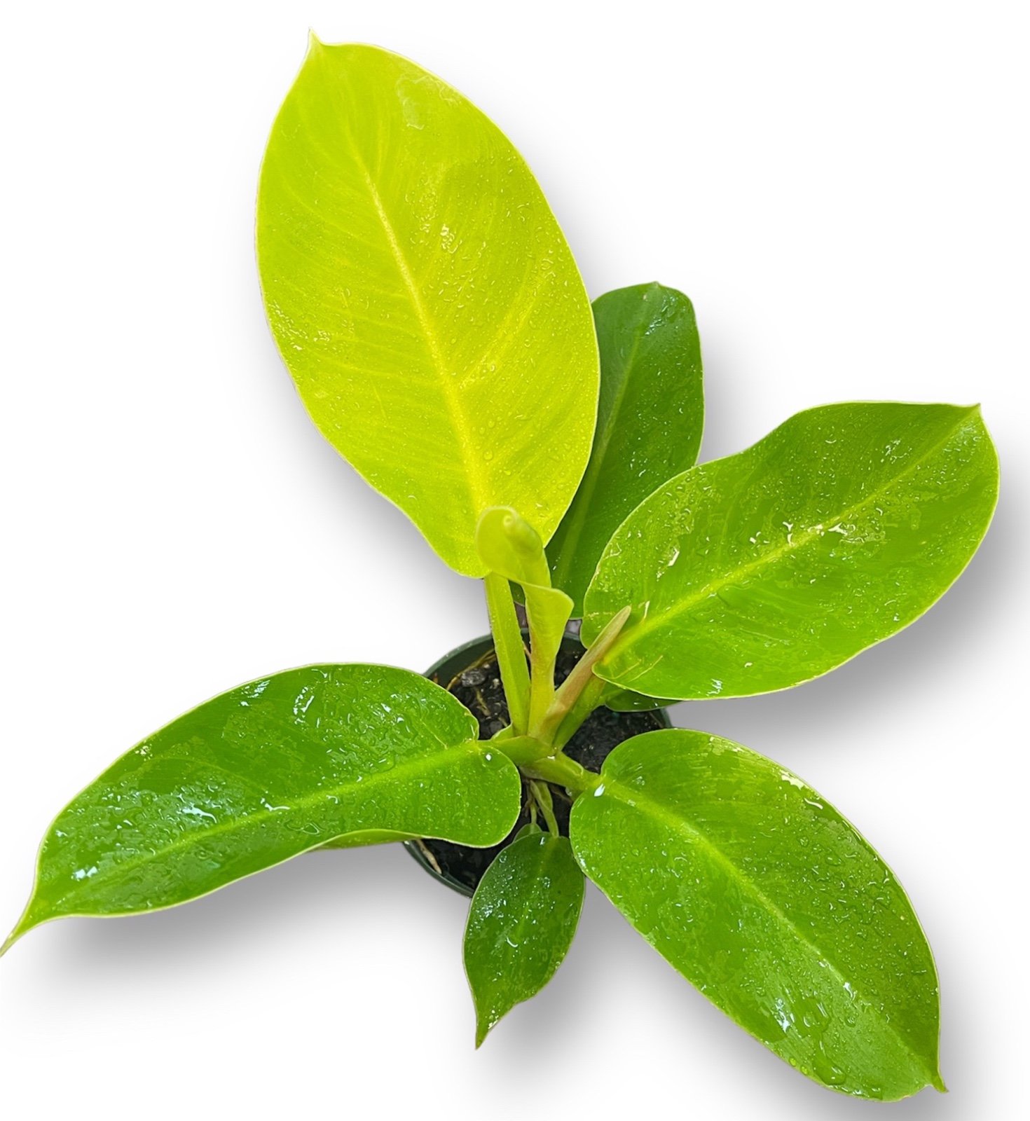 Philodendron Moonlight