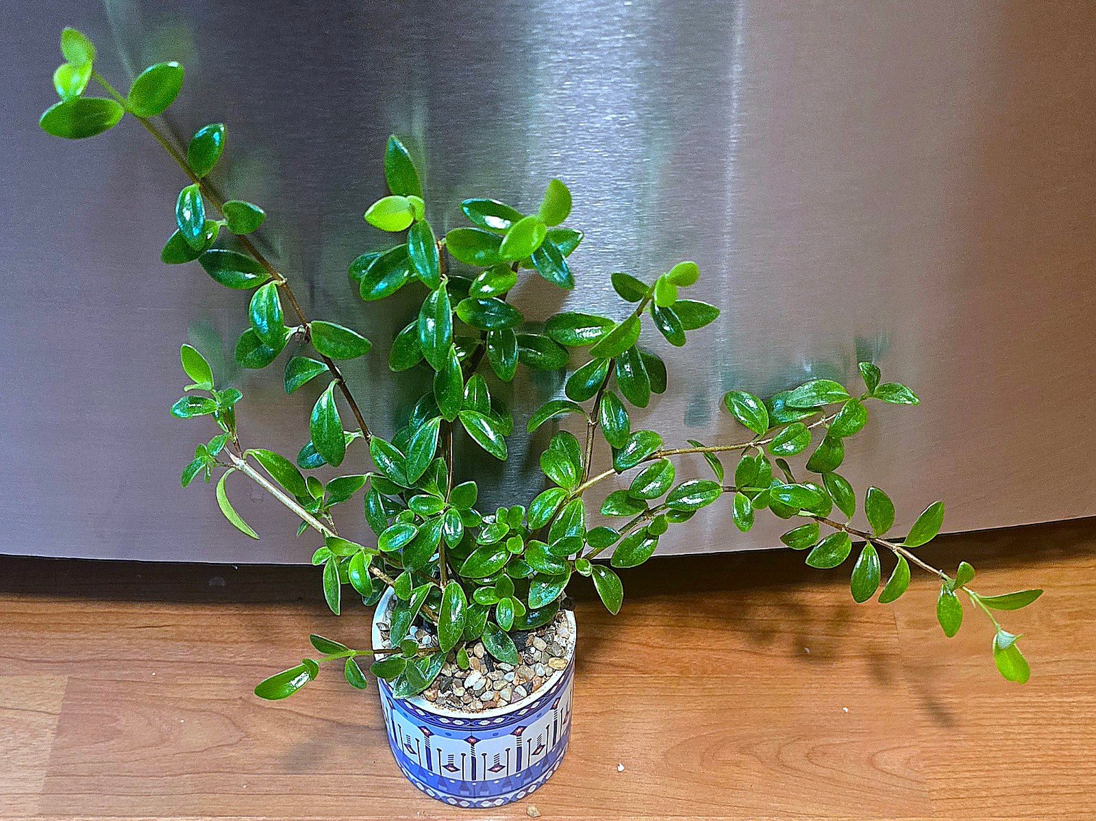 Columnea Nematanthus Aka Goldfish Plant