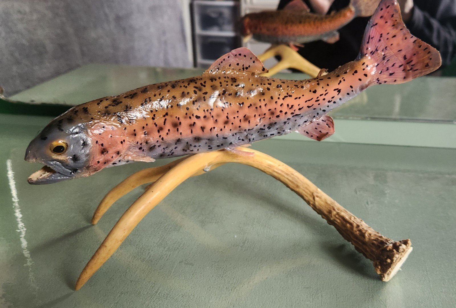 Fish and antler taxidermy