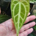 Anthurium Fairchild