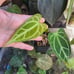 Anthurium Fairchild