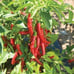 Live Cayenne Pepper Plant