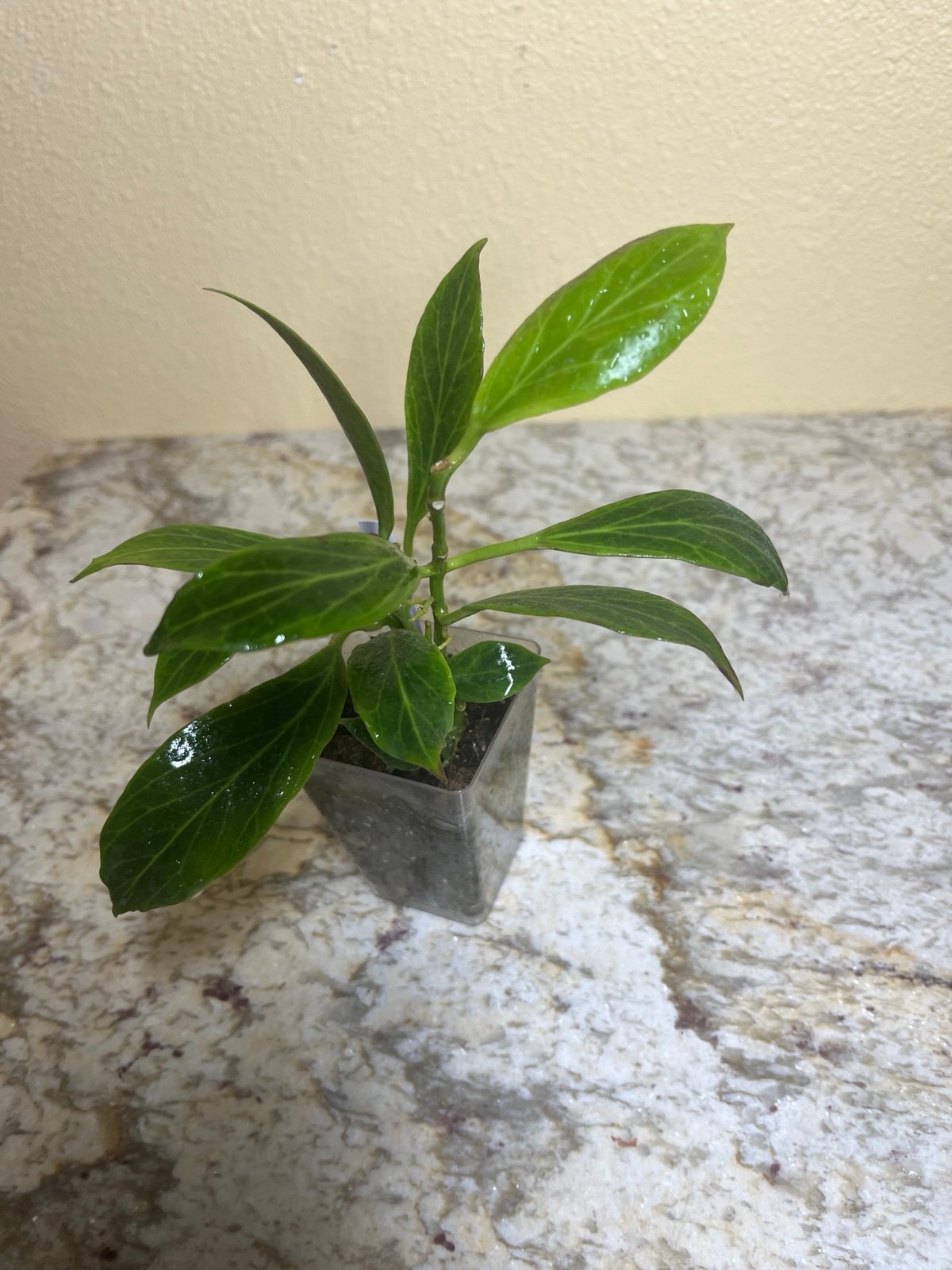 Hoya Obscura