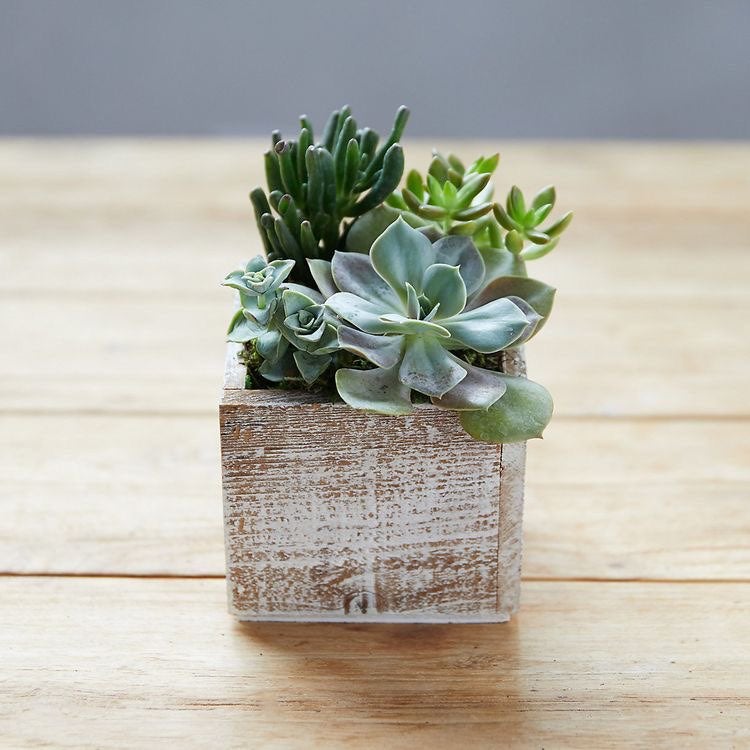 Small Succulent Wood Planter (5-8succule