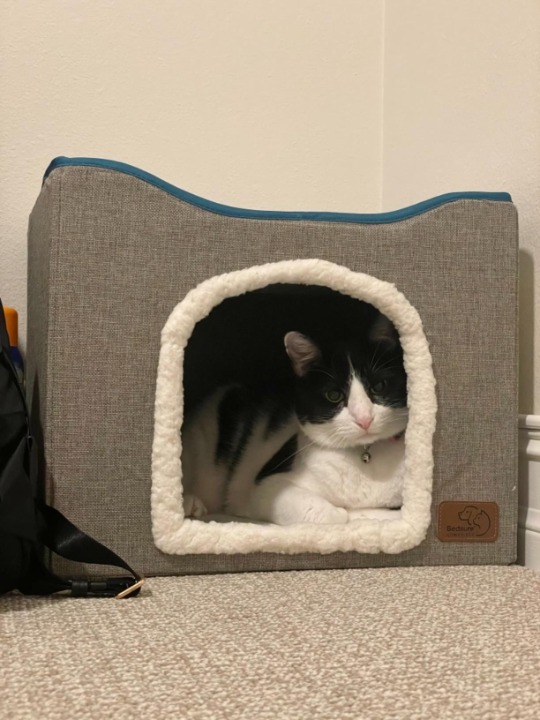 Cat Beds for Indoor Cats - Cat Scratch Pad and Fluffy Ball Hanging