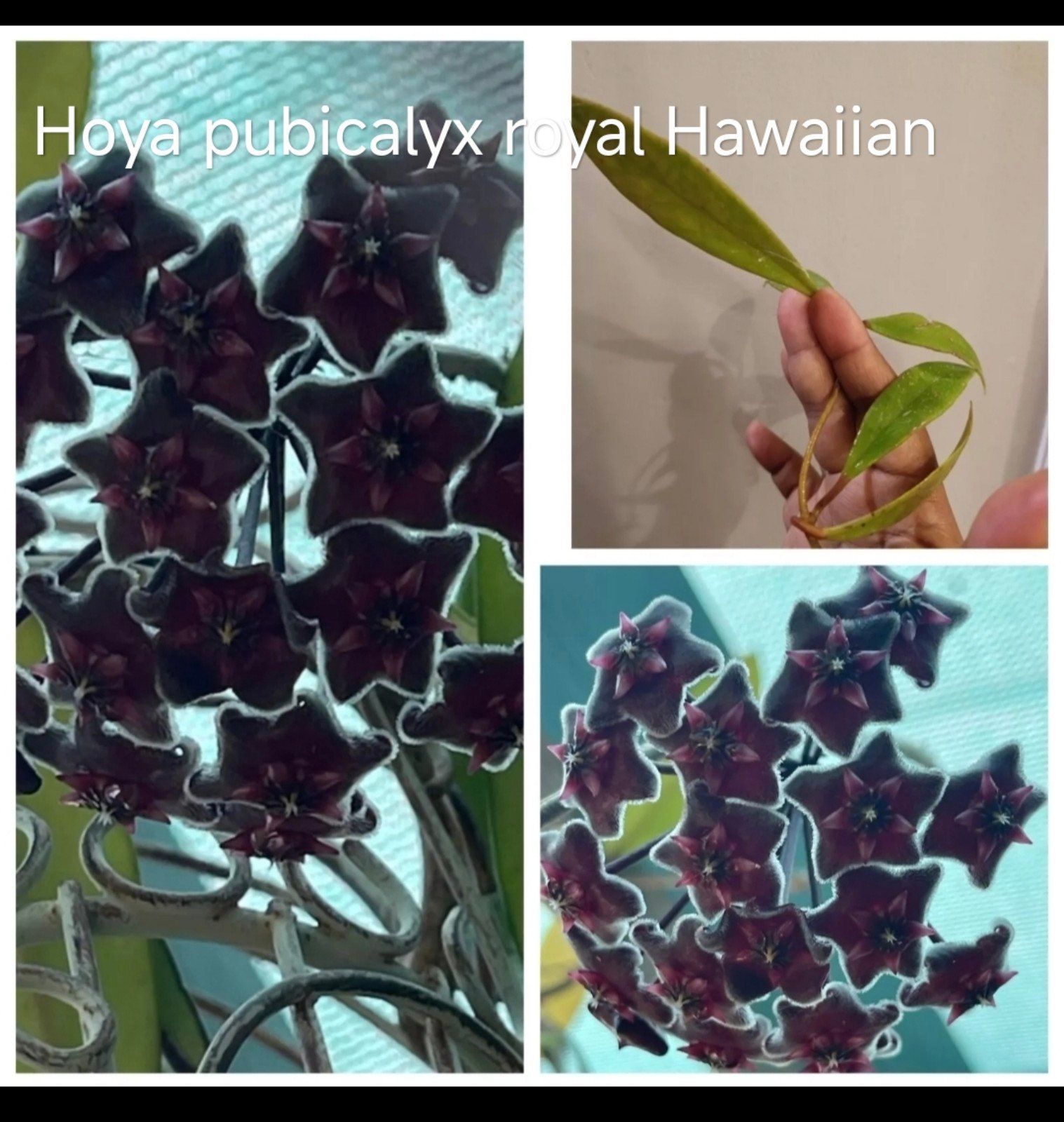 4 live node Hoya plants any my post
