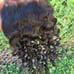 Virgin water wave bundle and closure 14,