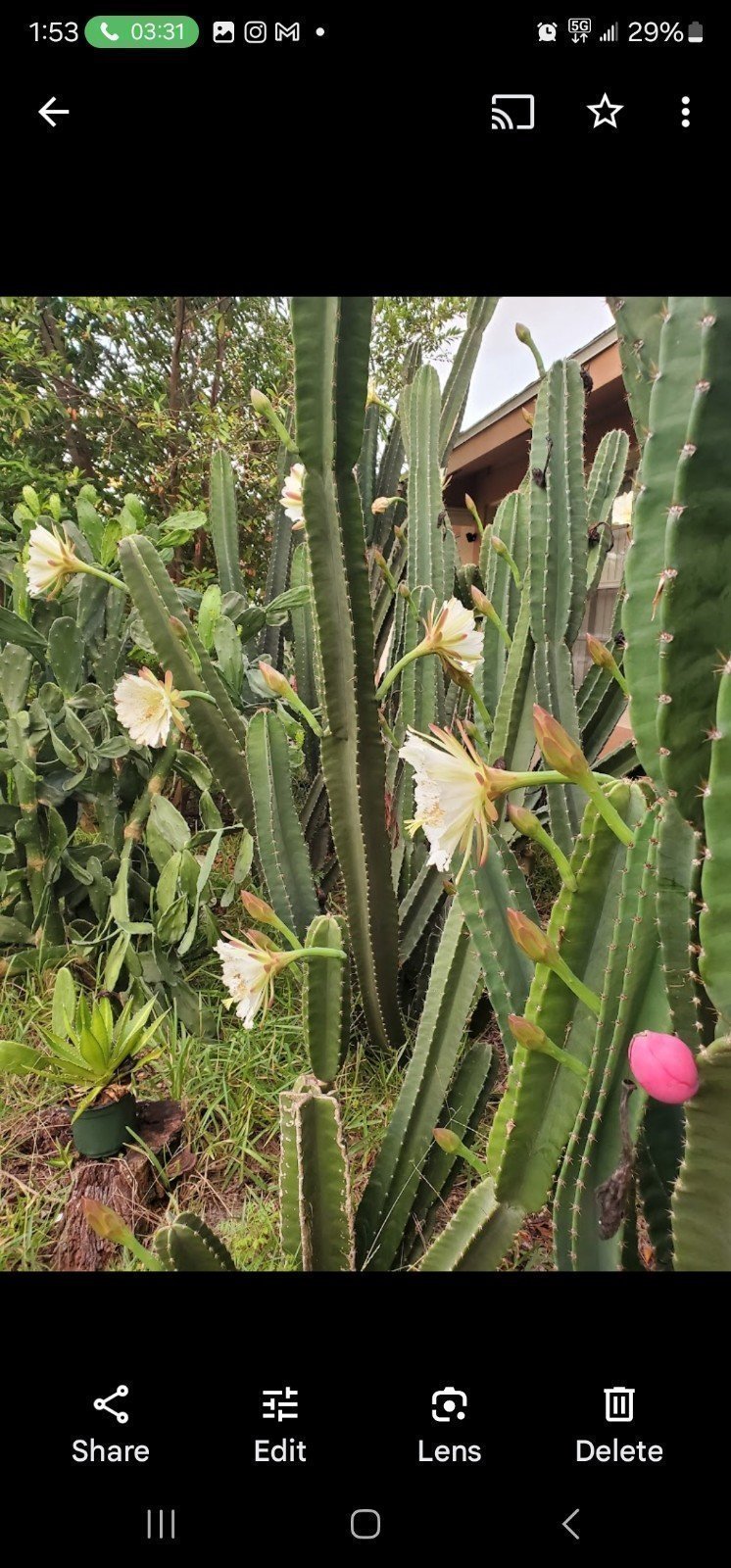 PERUVIAN Cactus Cutting Large!!! (4-23inch)!!! Over 92 inches shipped for free!!