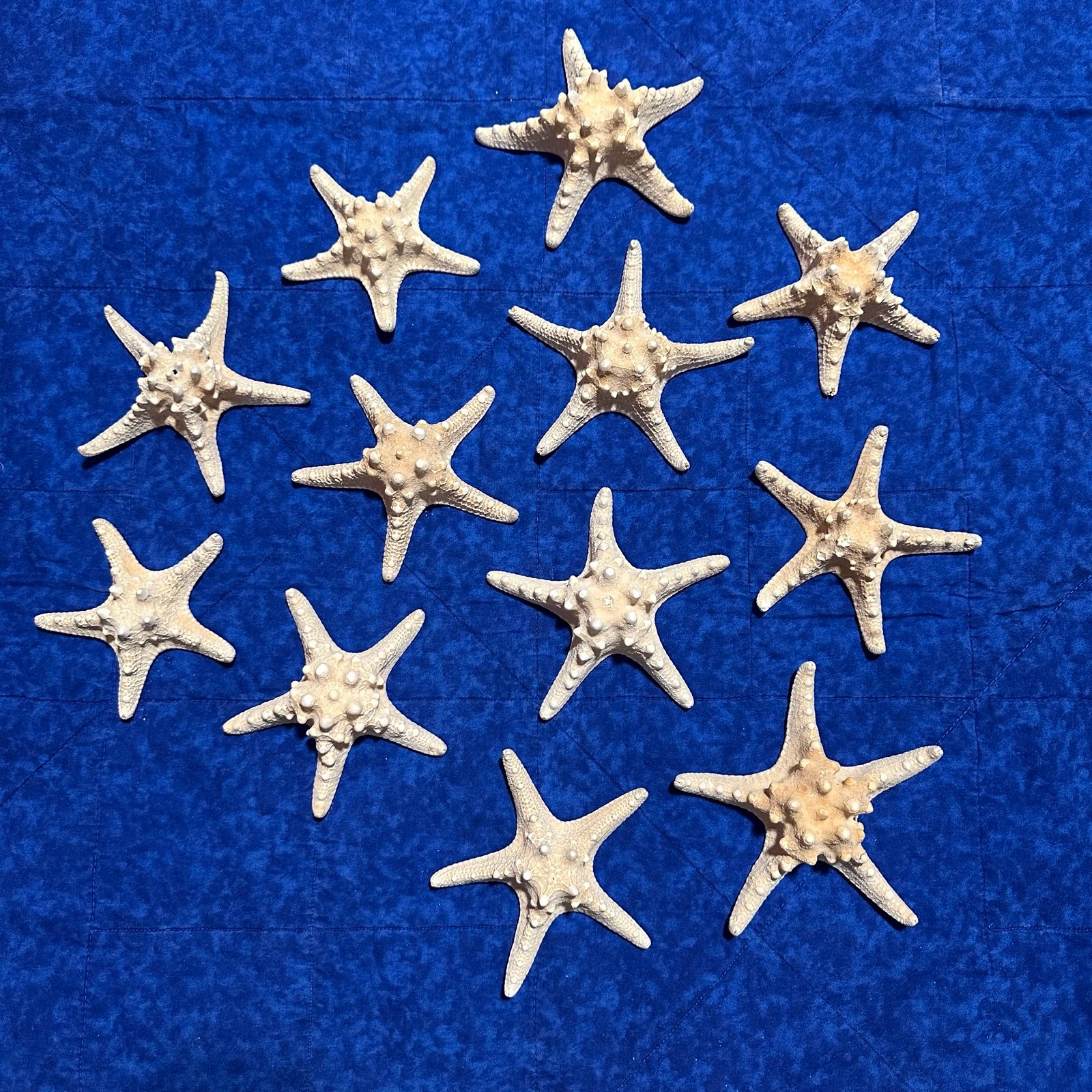 Lot Of 12 Genuine Real Dried Natural Horned Sea StarFish Protoreaster Nodosus