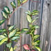 Pack of 10 Thick, nice, and sturdy 24” acrylic trellises