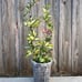 Pack of 10 Thick, nice, and sturdy 24” acrylic trellises