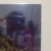 Teenage Mutant Ninja Turtles #1 SDCC 2024 Leonardo Virgin Foil Variant Signed