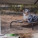 Elivated dog bed