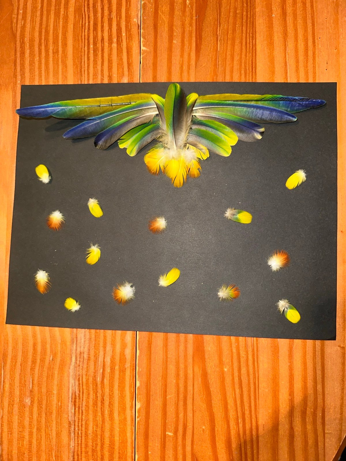 Genuine Sun Conue Feather Art (pet photographed)