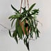 Hoya Wayetii | Exact Plant | Potted