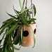 Hoya Wayetii | Exact Plant | Potted