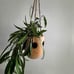 Hoya Wayetii | Exact Plant | Potted