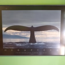 Whale tail Art