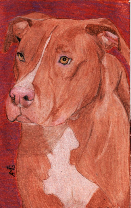 Original Red Pitbull Oil and Colored Pencil Portrait