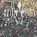 Alpaca skull and bone lot
