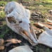 Alpaca skull and bone lot