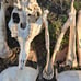 Alpaca skull and bone lot