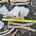 Alpaca skull and bone lot