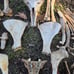 Alpaca skull and bone lot
