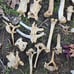 Alpaca skull and bone lot