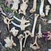 Alpaca skull and bone lot