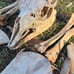 Alpaca skull and bone lot