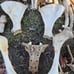 Alpaca skull and bone lot