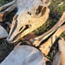 Alpaca skull and bone lot
