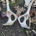 Alpaca skull and bone lot