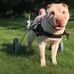 Best Friend Mobility Medium Dog Wheelchair