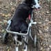 Best Friend Mobility Medium Dog Wheelchair