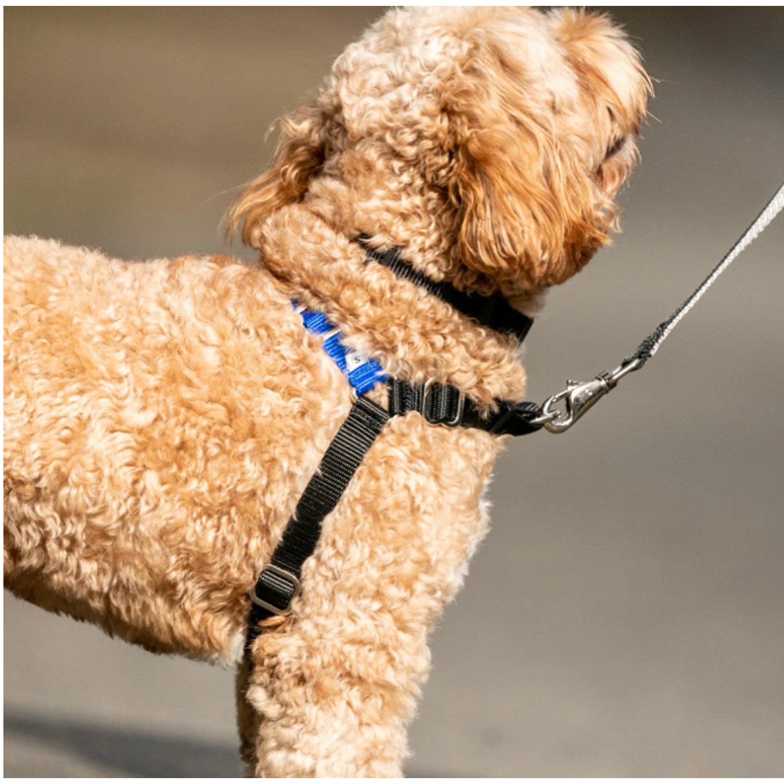 how to put on a wonder walker harness