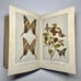1922 Butterflies Worth Knowing, Antique Book, A Little Nature Library Book