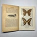 1922 Butterflies Worth Knowing, Antique Book, A Little Nature Library Book