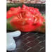 Red Chili Pepper Anthropomorphic Faces Signed By Artist R. Vandamme 1996 Set