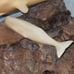 Vintage John Perry Whale Mom & Calf On Burl Wood Sculpture Figurine